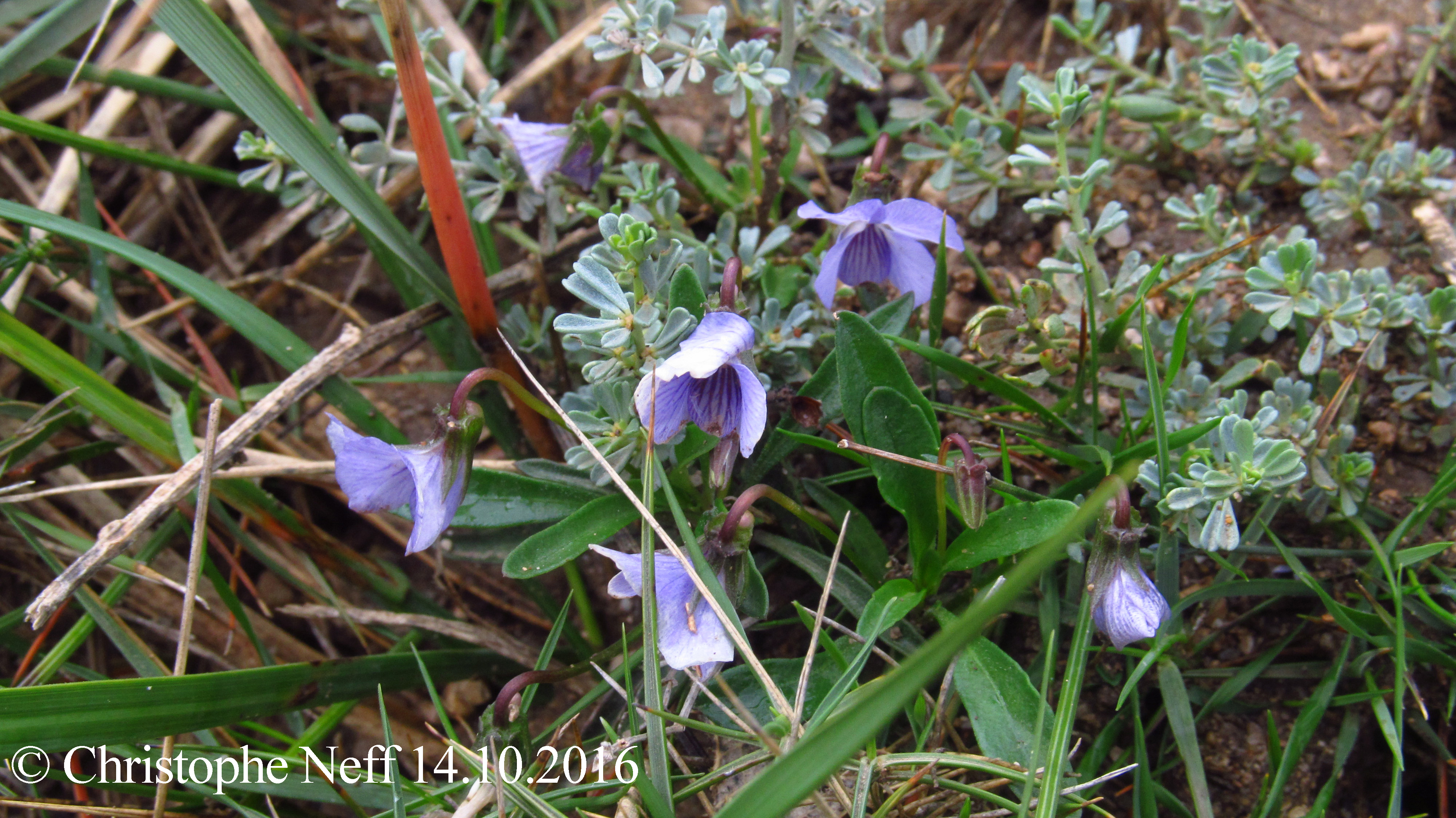 Viola arborescens  Falaises du Cap Leucate 14.10.2016