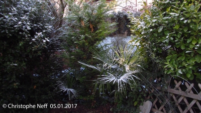 De la pourdreuse sur Trachycarpus fortunei (05.01.2017)