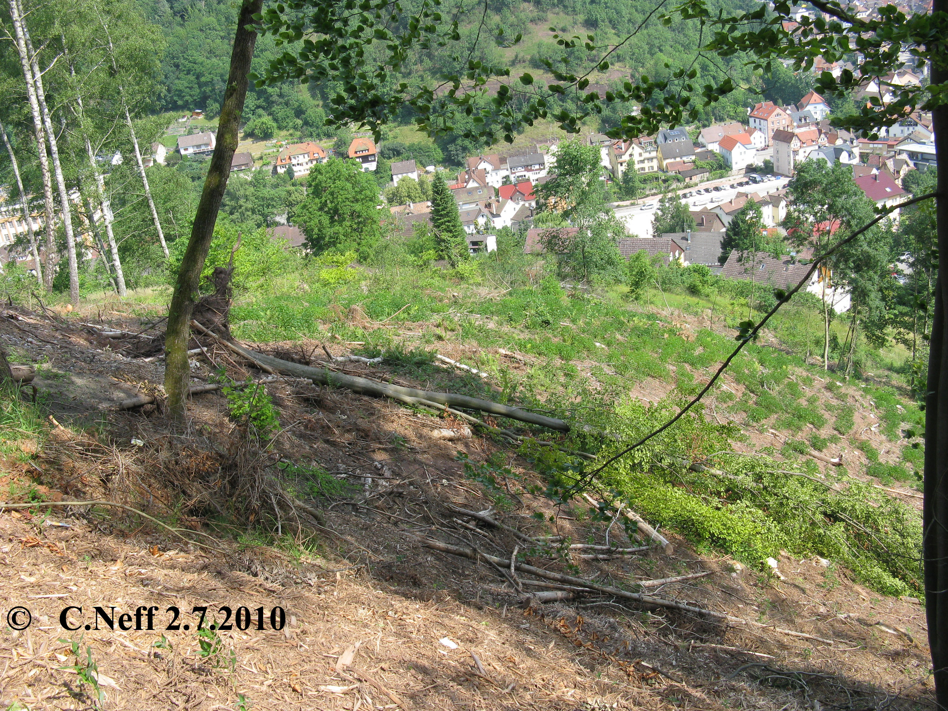 Blick vom Tössberg auf die Geißhalde 2.7.2010